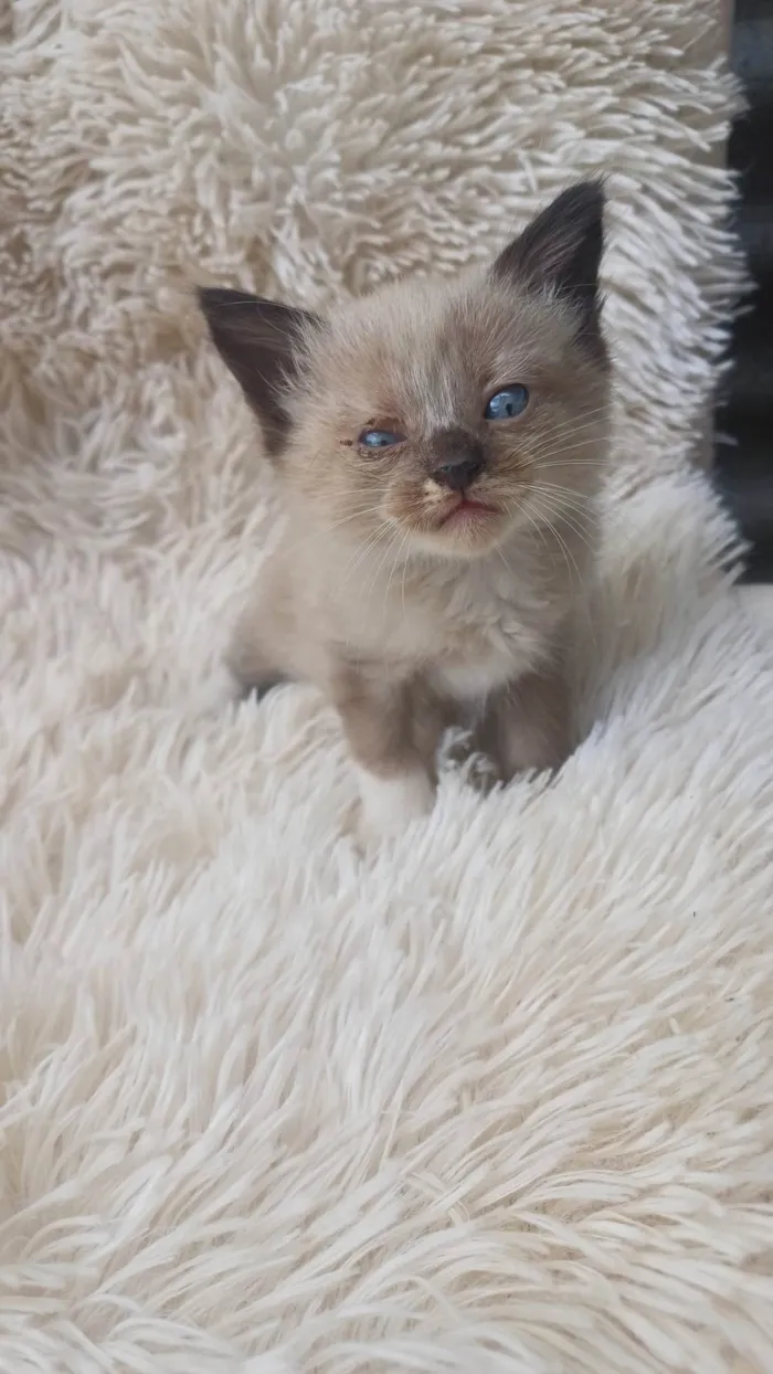 Gato ra a Siamês idade Abaixo de 2 meses nome Mix persa siames