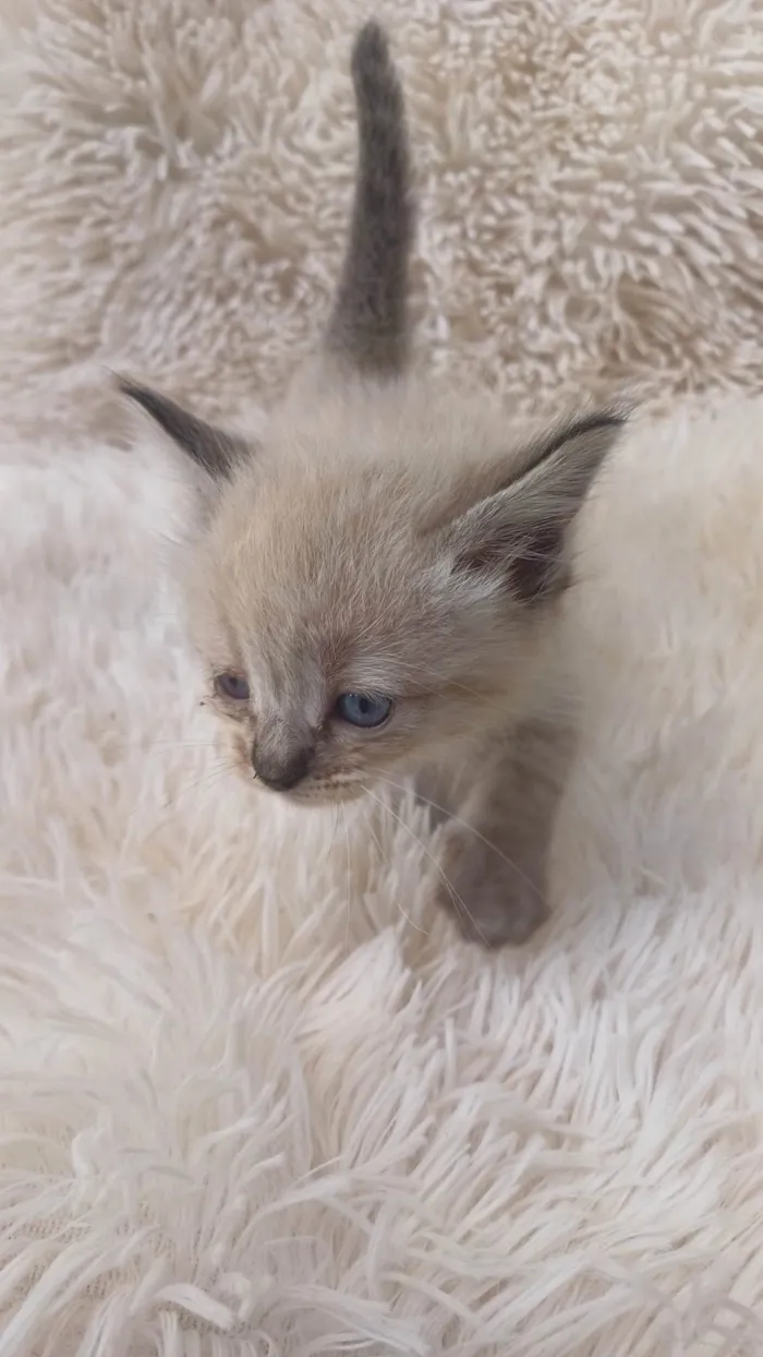 Gato ra a Siamês idade Abaixo de 2 meses nome Mix persa siames