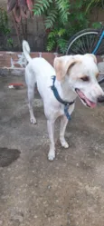 Apolo