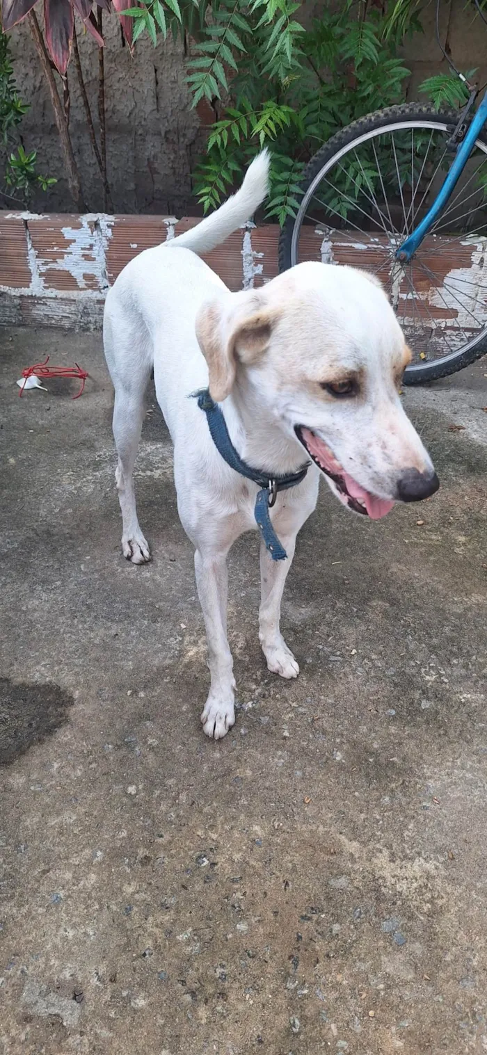 Cachorro ra a SRD-ViraLata idade 3 anos nome Apolo