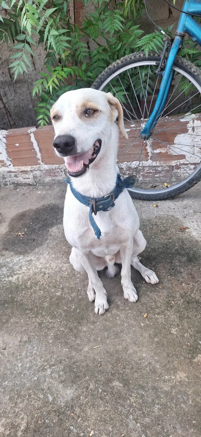 Cachorro ra a SRD-ViraLata idade 3 anos nome Apolo
