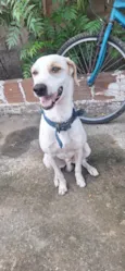 Apolo