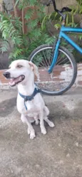Apolo