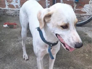 Cachorro raça SRD-ViraLata idade 3 anos nome Apolo