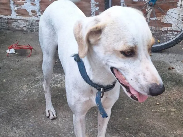 Cachorro ra a SRD-ViraLata idade 3 anos nome Apolo