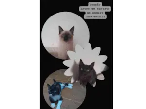 Gato raça SRD-ViraLata idade 2 a 6 meses nome ....