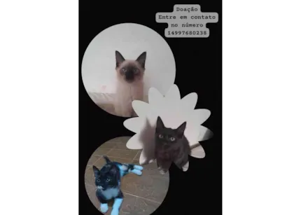 Gato raça SRD-ViraLata idade 2 a 6 meses nome ....