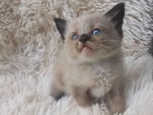 Gato raça Siamês idade Abaixo de 2 meses nome Mix persa siames
