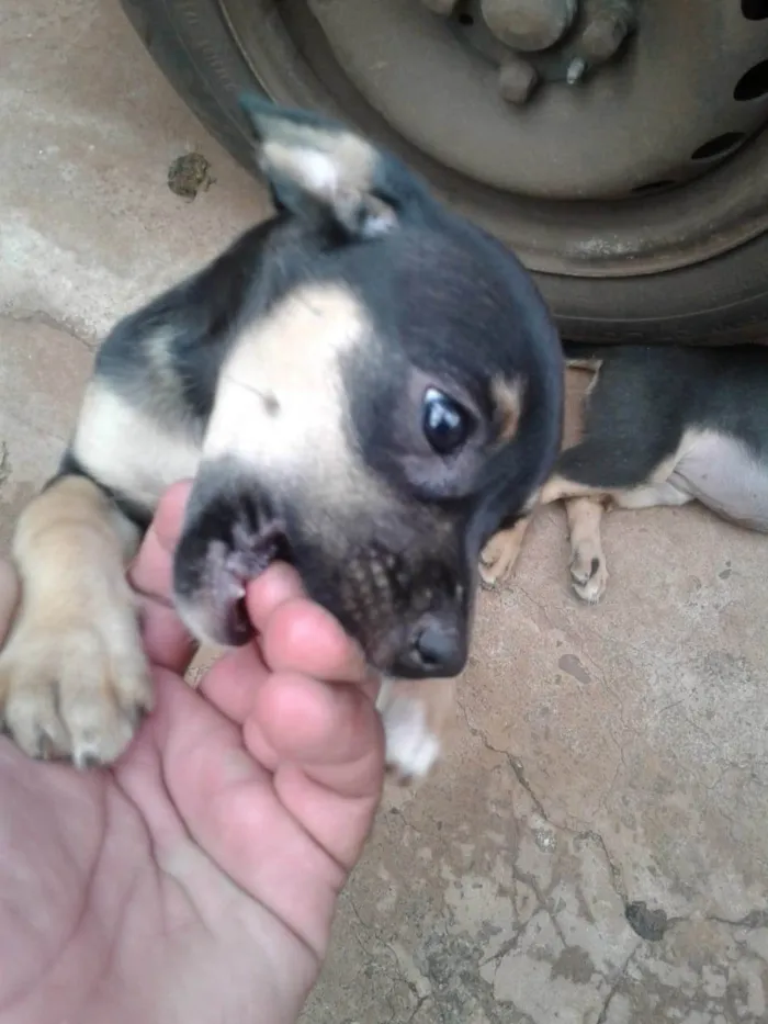 Cachorro ra a SRD-ViraLata idade 2 a 6 meses nome Sem nome
