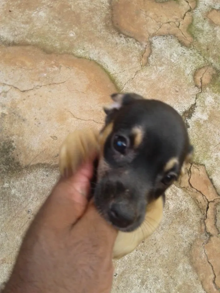 Cachorro ra a SRD-ViraLata idade 2 a 6 meses nome Sem nome