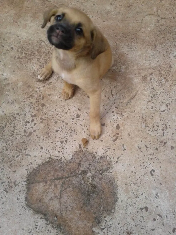 Cachorro ra a SRD-ViraLata idade 2 a 6 meses nome Sem nome