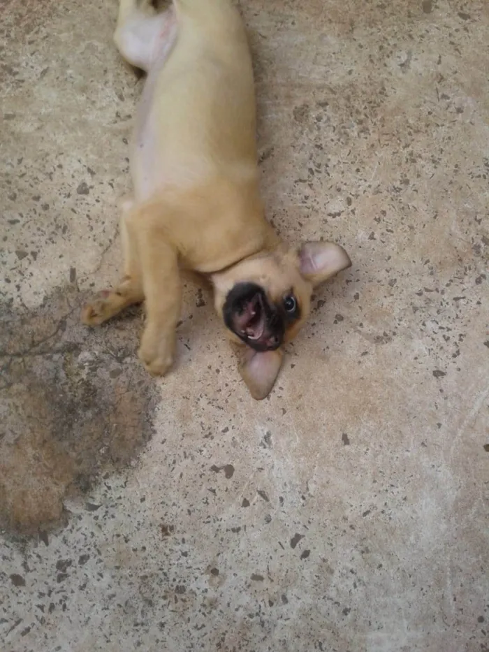 Cachorro ra a SRD-ViraLata idade 2 a 6 meses nome Sem nome