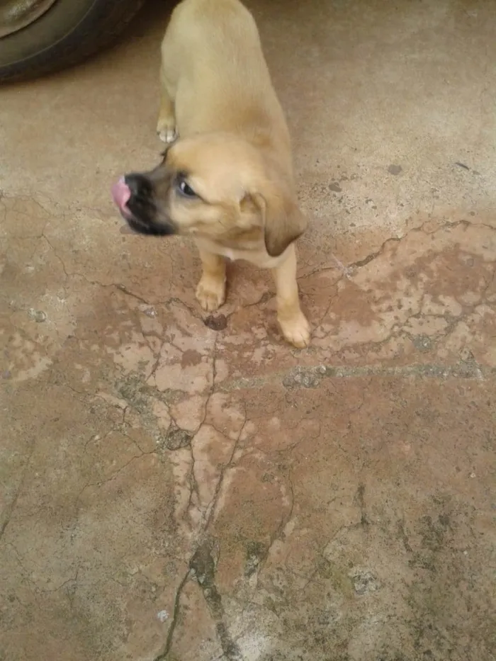 Cachorro ra a SRD-ViraLata idade 2 a 6 meses nome Sem nome