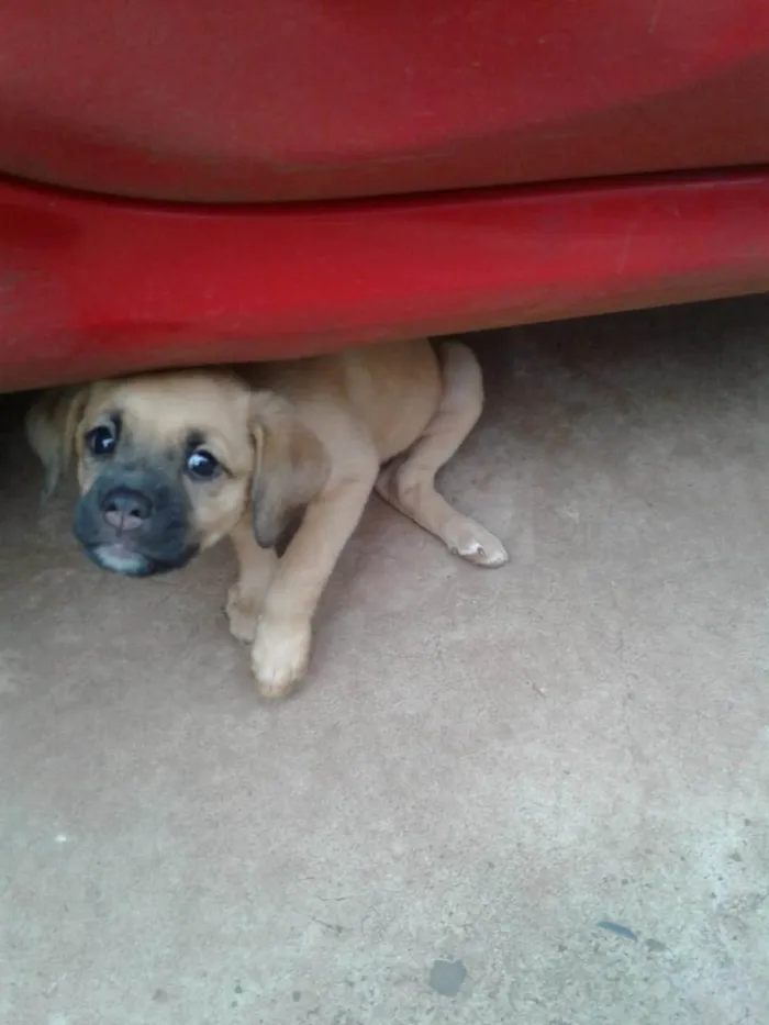Cachorro ra a SRD-ViraLata idade 2 a 6 meses nome Sem nome
