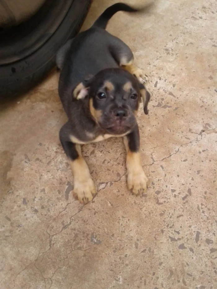 Cachorro ra a SRD-ViraLata idade 2 a 6 meses nome Sem nome