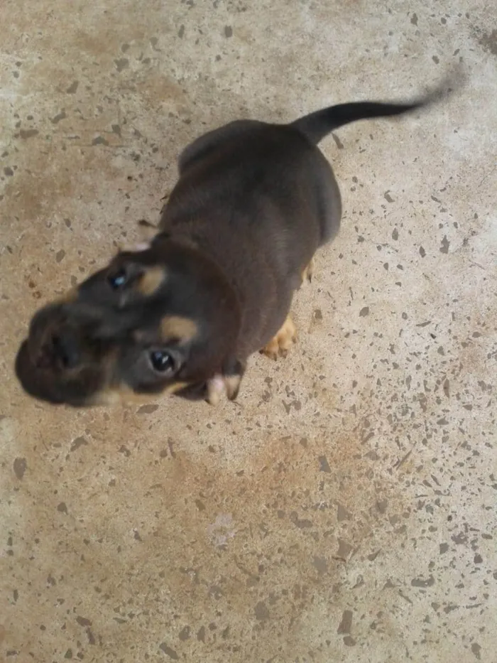 Cachorro ra a SRD-ViraLata idade 2 a 6 meses nome Sem nome