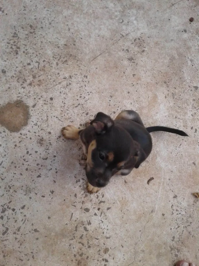 Cachorro ra a SRD-ViraLata idade 2 a 6 meses nome Sem nome