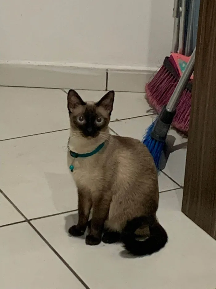 Gato ra a Siamês idade 1 ano nome Sem nome