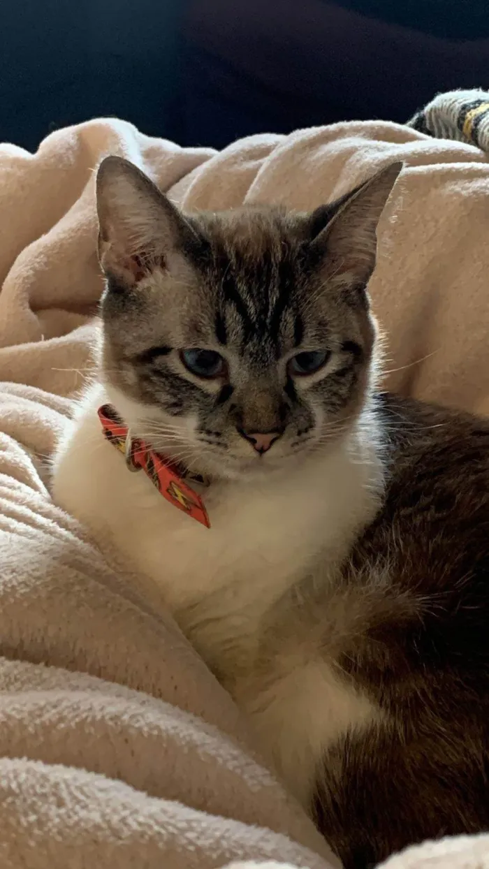 Gato ra a Siamês idade 1 ano nome Sem nome