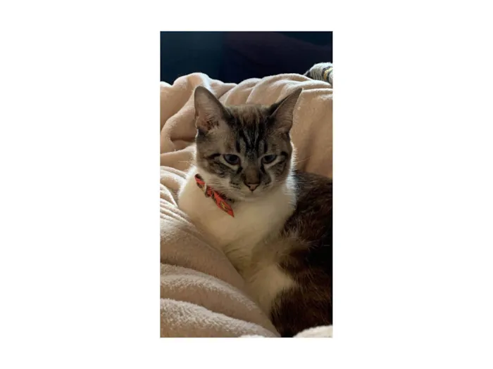 Gato ra a Siamês idade 1 ano nome Sem nome