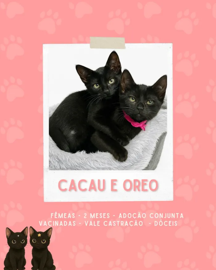 Gato ra a SRD-ViraLata idade 2 a 6 meses nome Cacau e Oreo