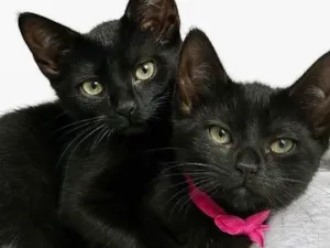 Gato raça SRD-ViraLata idade 2 a 6 meses nome Cacau e Oreo