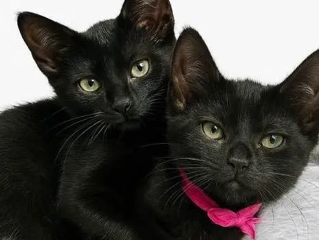 Gato ra a SRD-ViraLata idade 2 a 6 meses nome Cacau e Oreo