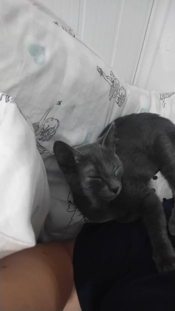Gato ra a Angorá idade 7 a 11 meses nome não sei