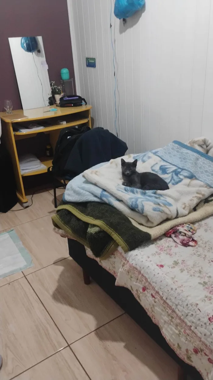 Gato ra a Angorá idade 7 a 11 meses nome não sei