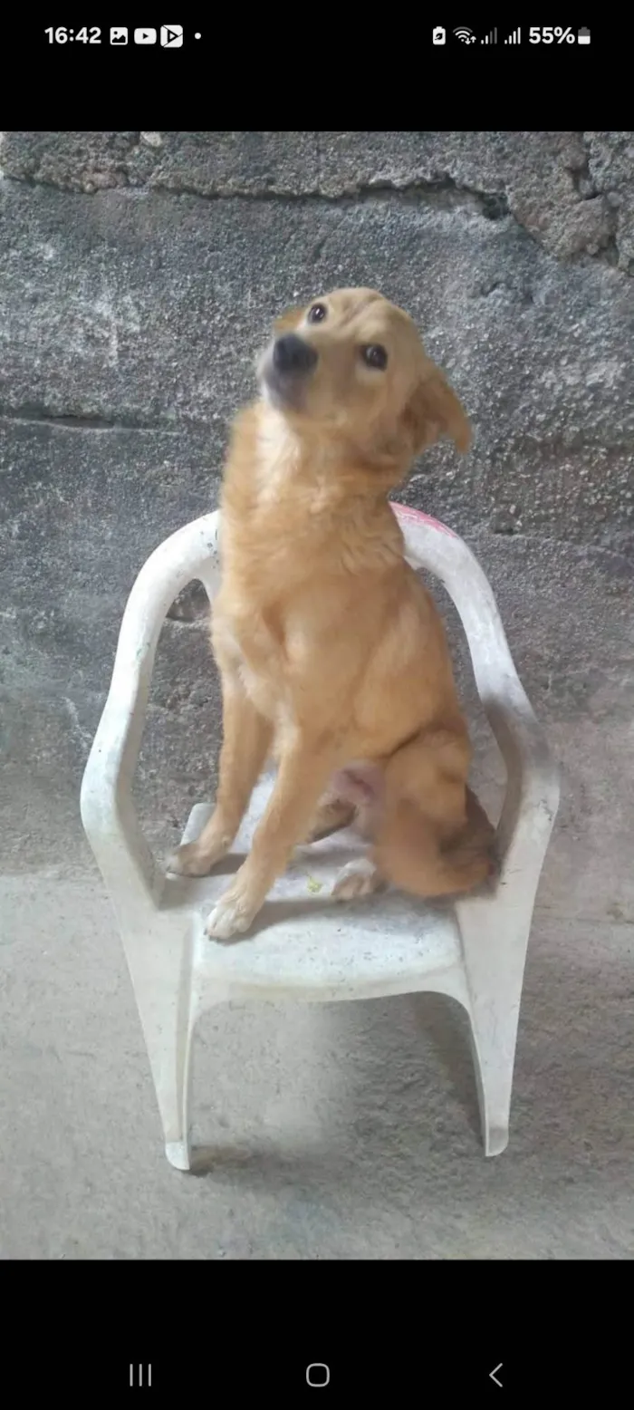 Cachorro ra a SRD-ViraLata idade 4 anos nome Duke