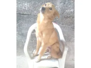 Cachorro raça SRD-ViraLata idade 4 anos nome Duke