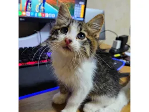 Gato raça SRD-ViraLata idade 2 a 6 meses nome Sem nome 