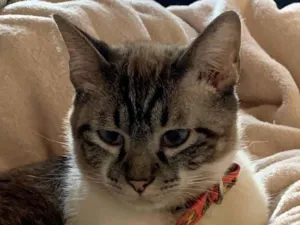 Gato raça Siamês idade 1 ano nome Sem nome