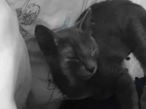 Gato raça Angorá idade 7 a 11 meses nome não sei