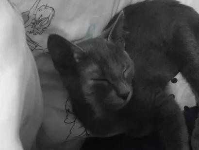 Gato raça Angorá idade 7 a 11 meses nome não sei