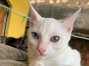 Gato raça SRD-ViraLata idade 2 a 6 meses nome Sem nome 