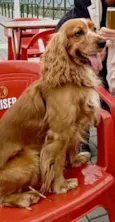 Simba