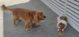 Simba