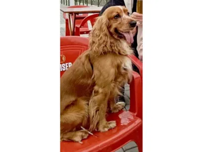 Cachorro raça Cocker idade 4 anos nome Simba 