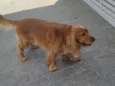 Simba