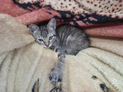 Gato raça SRD-ViraLata idade 2 a 6 meses nome Tigresa