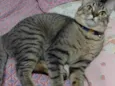 Yuki