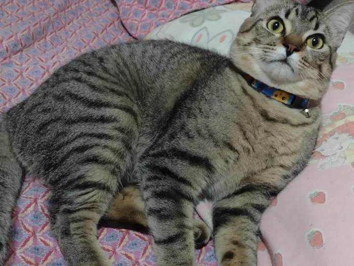 Gato ra a SRD-ViraLata idade 1 ano nome Yuki
