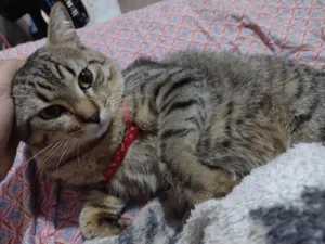 Gato raça SRD-ViraLata idade 1 ano nome Yuki