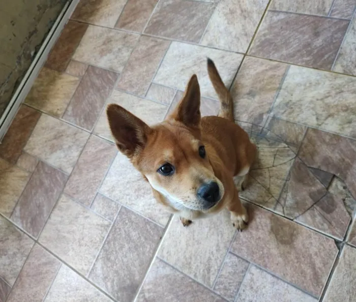 Cachorro ra a SRD-ViraLata idade 2 a 6 meses nome Não tem