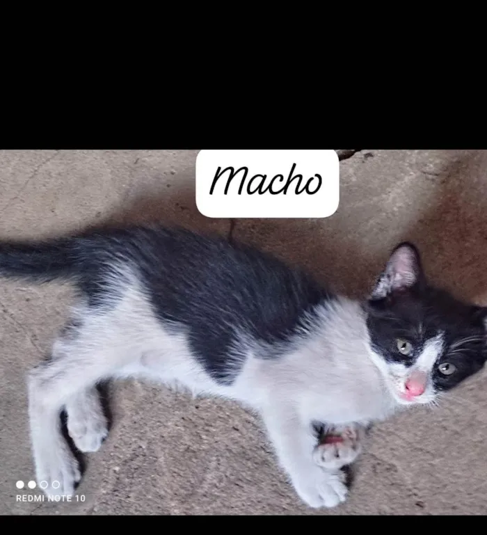 Gato ra a SRD-ViraLata idade 2 a 6 meses nome Frajola