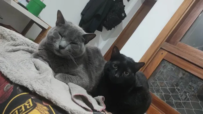Gato ra a SRD-ViraLata idade 5 anos nome Shiggy & Miya