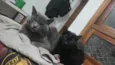 Shiggy & Miya