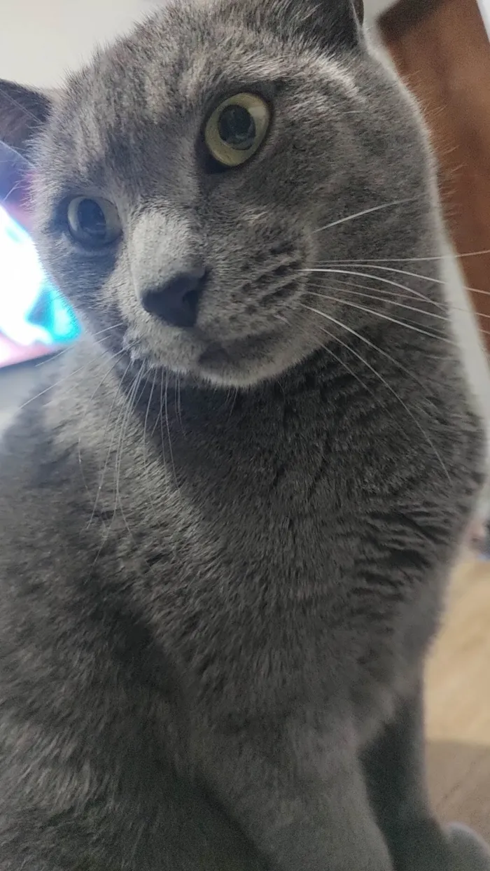 Gato ra a SRD-ViraLata idade 5 anos nome Shiggy & Miya