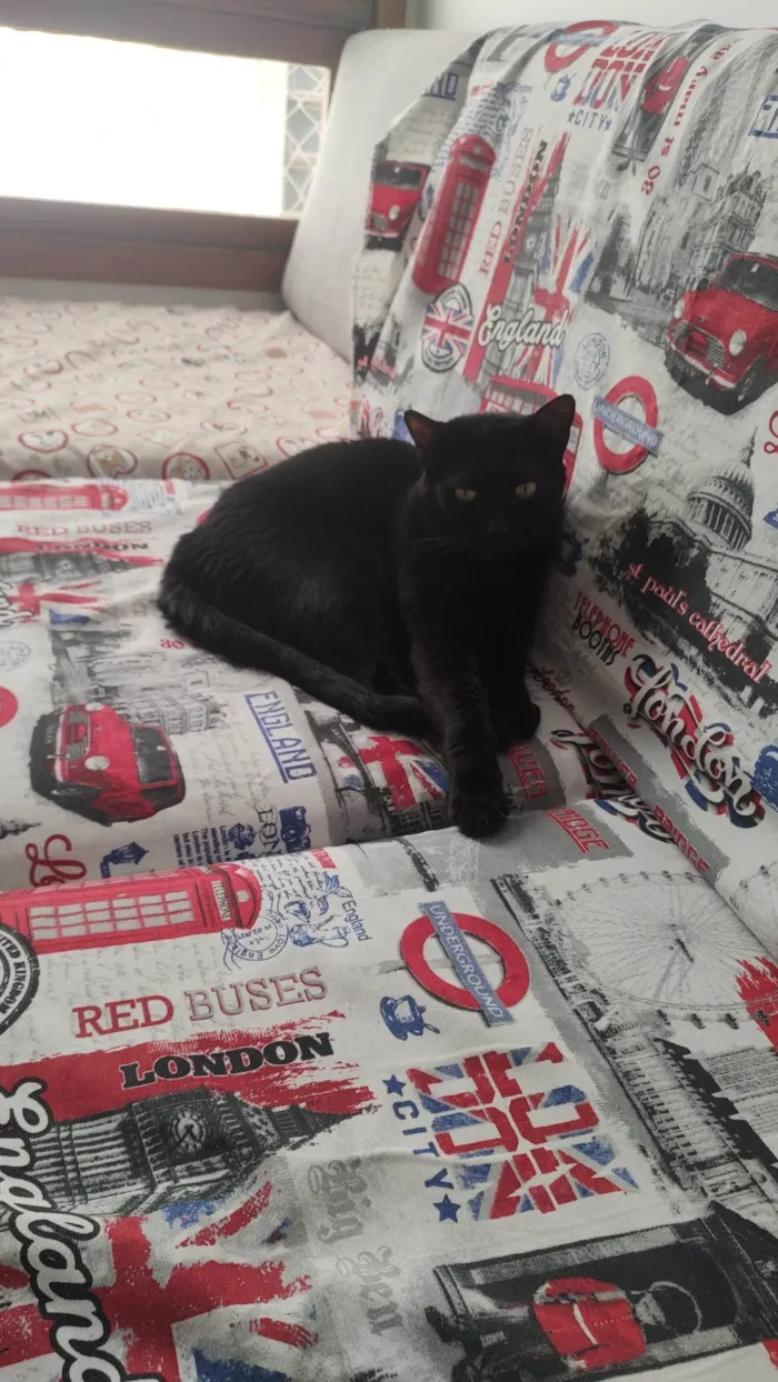 Gato ra a SRD-ViraLata idade 5 anos nome Shiggy & Miya